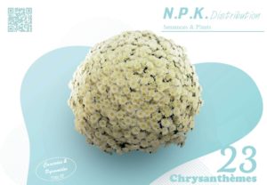 Chrysanthèmes (+ Cascades & Pyramides)