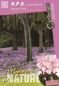 Cyclamens