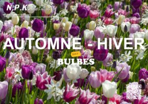 Bulbes (Automne – Hiver)