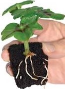 Jeunes Plants 2