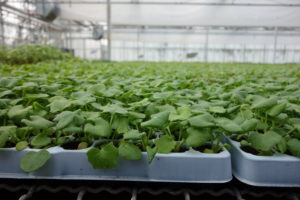 Jeunes Plants