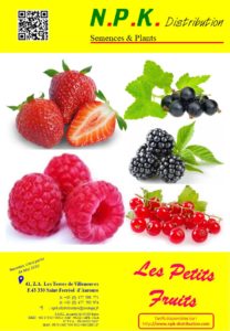 Fruits rouges | + Fraisiers
