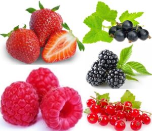 Fruits rouges