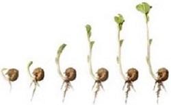 Graines (Semences)