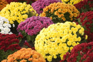 Chrysanthèmes