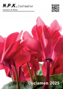 Cyclamens