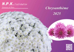 Chrysanthèmes