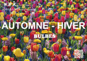 Bulbes (Automne – Hiver)