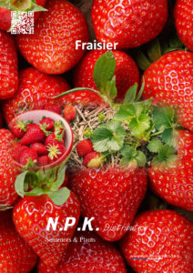 Fraisiers